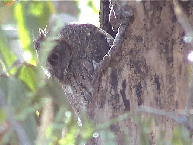 Madagascar Scops-Owl (Torotoroka) - ML201571231