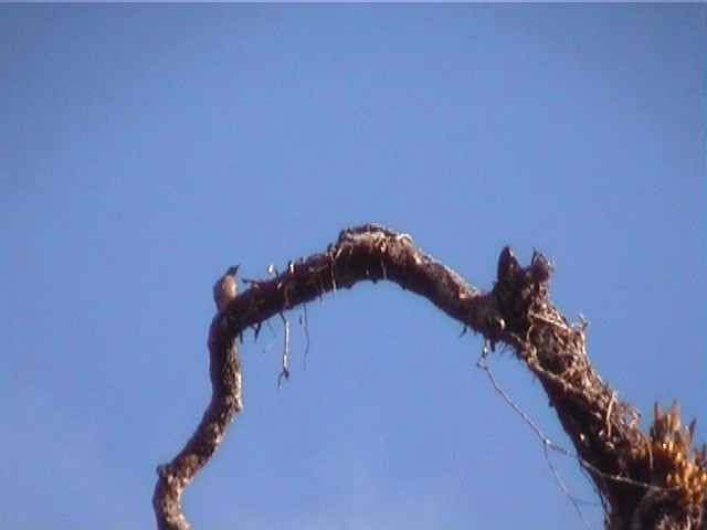 Madagascar Starling - ML201571361