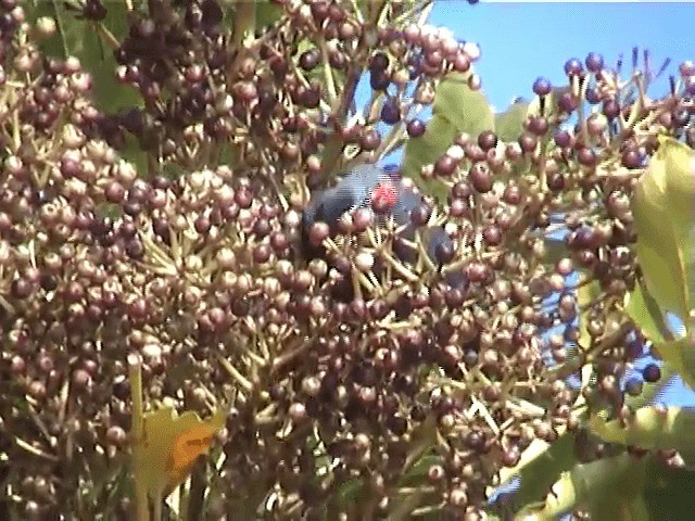 Madagascar Blue-Pigeon - ML201571391