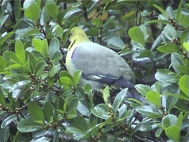 Madagascar Green-Pigeon - ML201571421