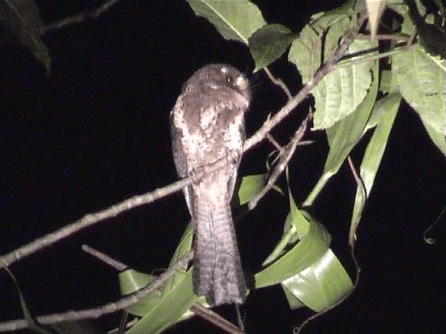 Moluccan Owlet-nightjar - ML201571471