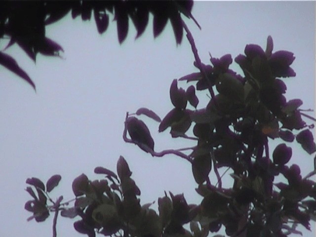 Сероголовый фруктовый голубь - ML201571491