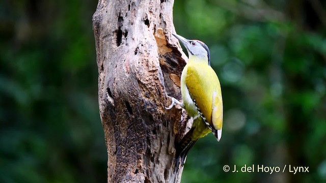 Gray-headed Woodpecker (Black-naped) - ML201571541