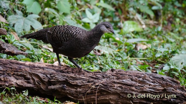 Gray Peacock-Pheasant - ML201571571