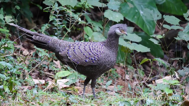 Gray Peacock-Pheasant - ML201571581