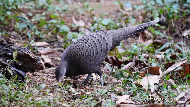 Gray Peacock-Pheasant - ML201571601