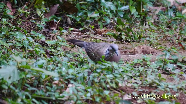 Spotted Dove (Eastern) - ML201571621