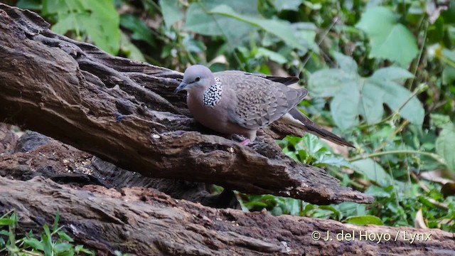 Spotted Dove (Eastern) - ML201571631
