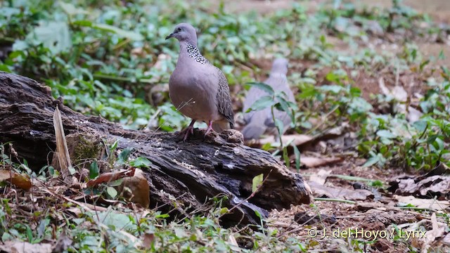 Spotted Dove (Eastern) - ML201571641
