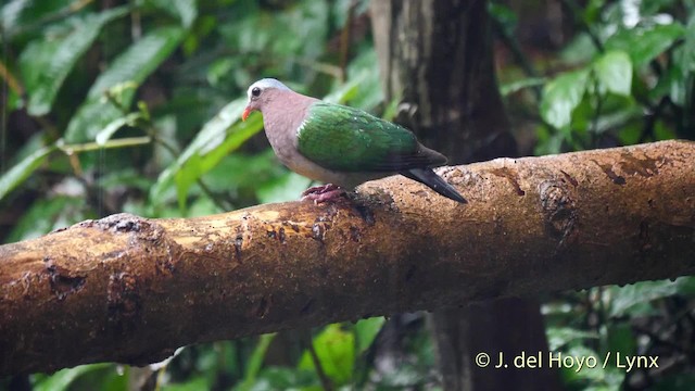 Asian Emerald Dove - ML201571671