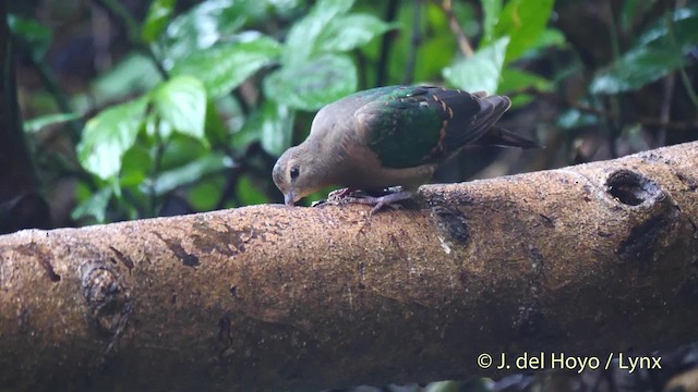holub zelenokřídlý - ML201571681