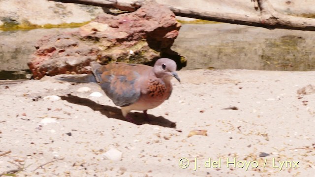 Laughing Dove - ML201571761