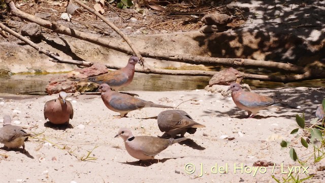 Laughing Dove - ML201571771