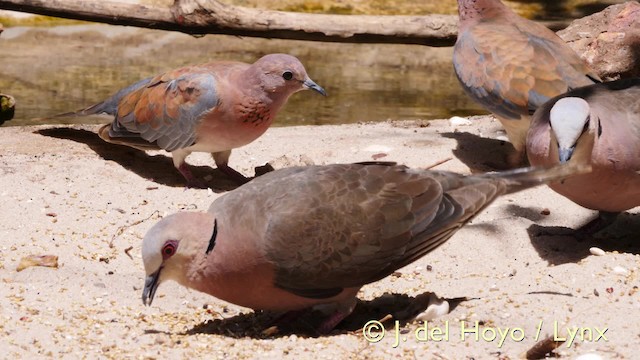 Laughing Dove - ML201571781