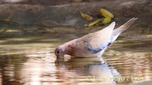 Laughing Dove - ML201571791