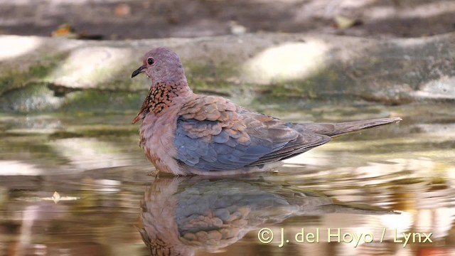 Laughing Dove - ML201571801