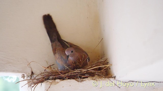 Laughing Dove - ML201571811