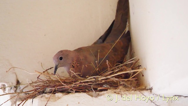  - Laughing Dove