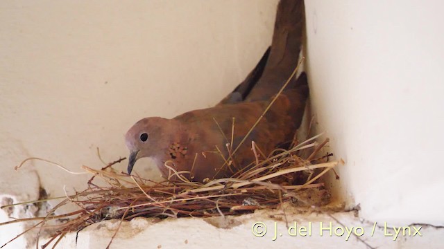 Laughing Dove - ML201571821