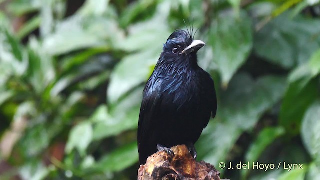 Greater Racket-tailed Drongo - ML201571841