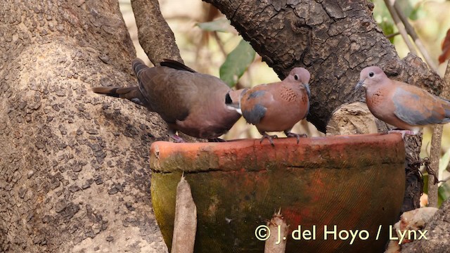 Laughing Dove - ML201571881