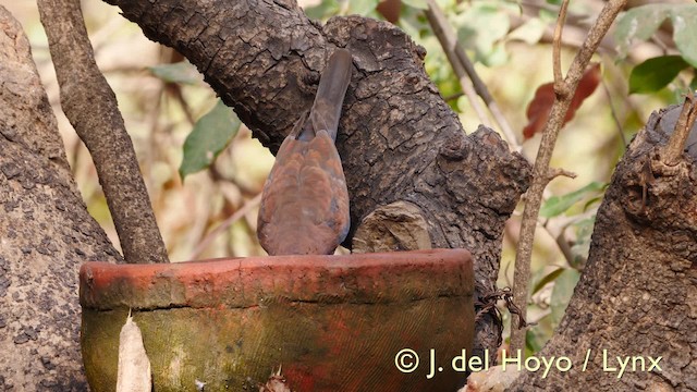 Laughing Dove - ML201571891