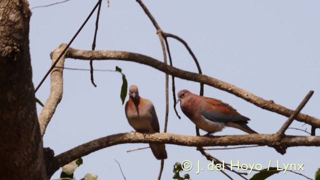 Laughing Dove - ML201571901