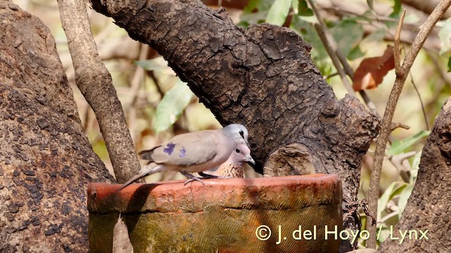 Laughing Dove - ML201571911