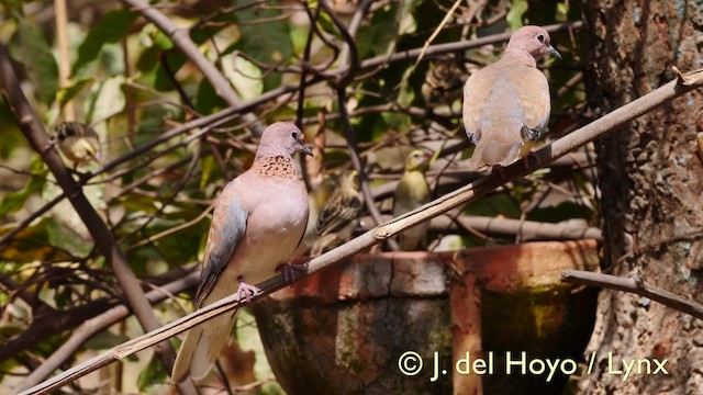 Laughing Dove - ML201571921