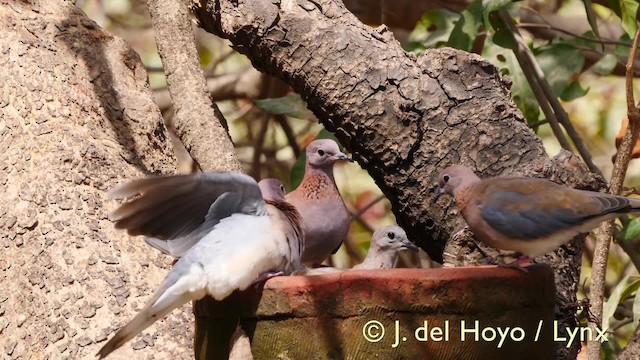 Laughing Dove - ML201571931