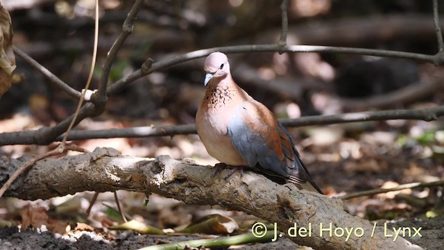 Laughing Dove - ML201571941