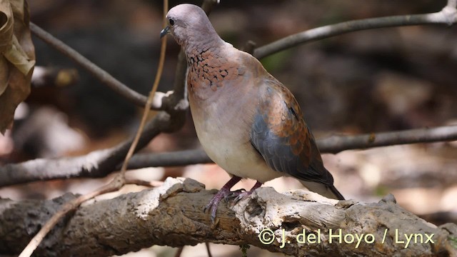 Laughing Dove - ML201571951