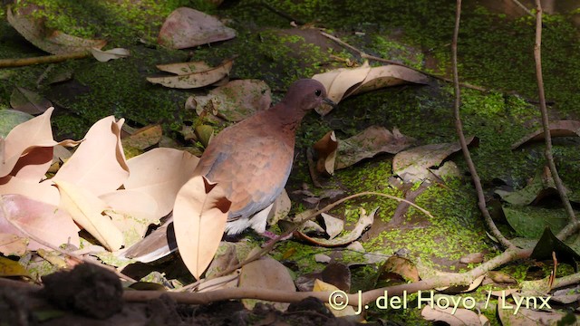 Laughing Dove - ML201571961