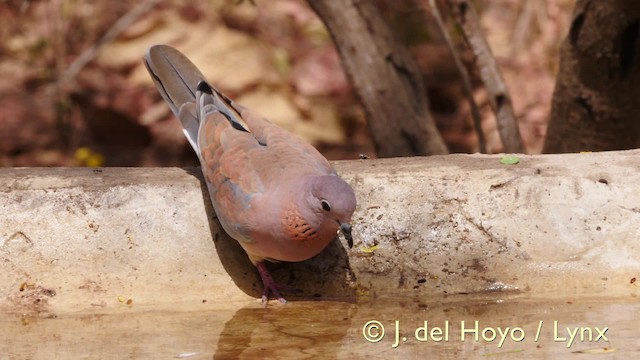 Laughing Dove - ML201572001