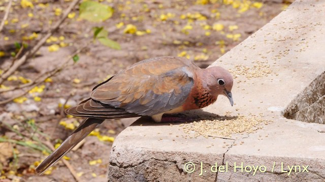 Laughing Dove - ML201572011