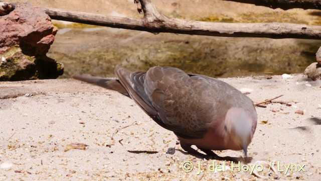 Red-eyed Dove - ML201572061