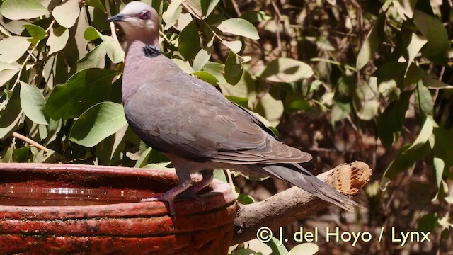 Red-eyed Dove - ML201572071