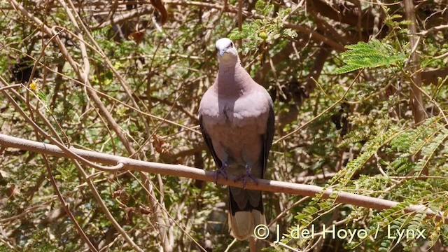 Red-eyed Dove - ML201572081