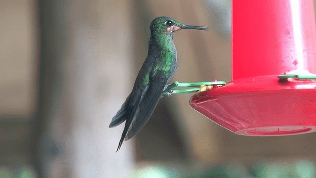 kolibřík subtropický - ML201572131