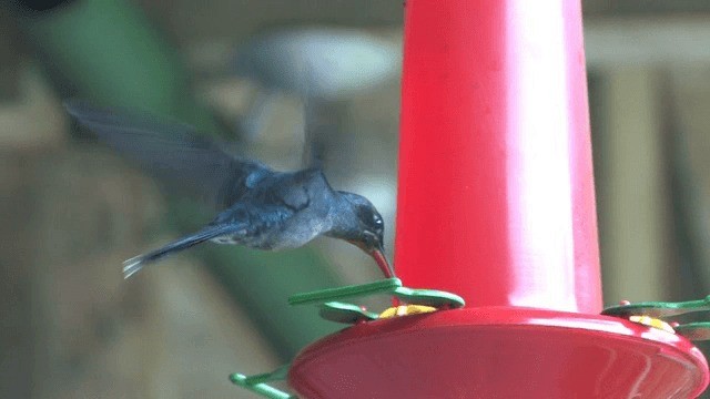 kolibřík šedobřichý - ML201572141