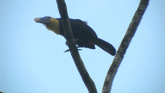 Yellow-throated Toucan (Chestnut-mandibled) - ML201572201