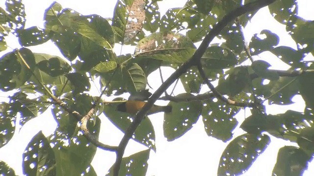  - Yellow-crowned Euphonia