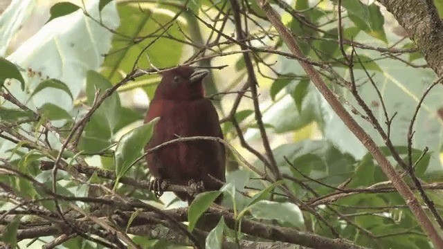 Red-crowned Ant-Tanager - ML201572381