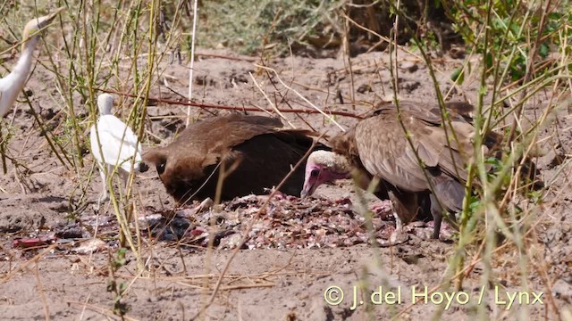 Египетская цапля (ibis) - ML201572741