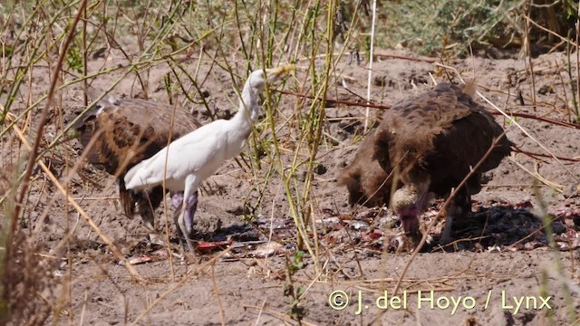 Египетская цапля (ibis) - ML201572751