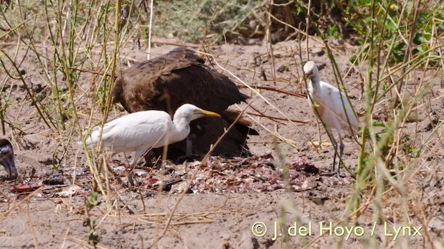 Чапля єгипетська (підвид ibis) - ML201572761