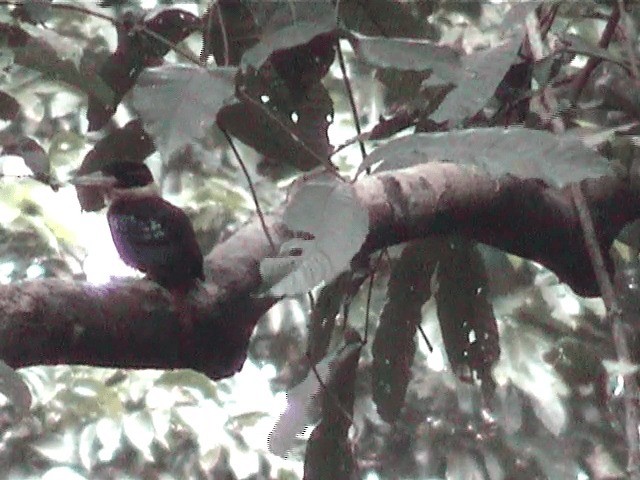 Rufous-bellied Kookaburra - ML201573261
