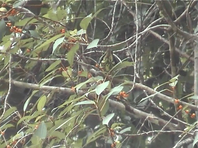 Суматранский зелёный голубь - ML201573431