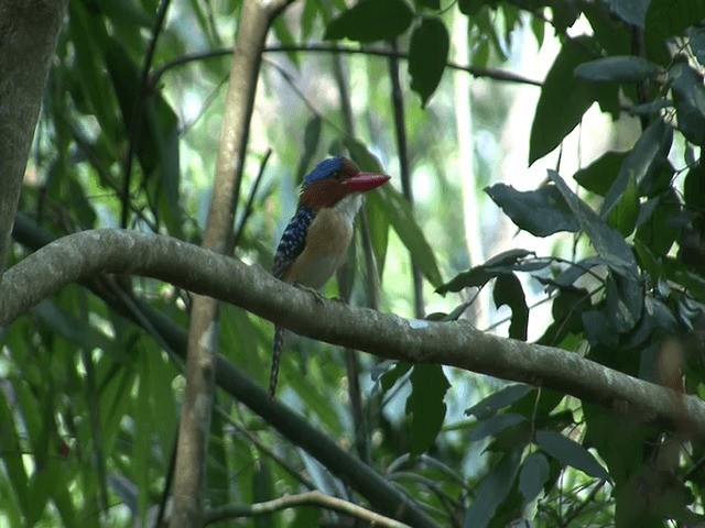 Banded Kingfisher (Banded) - ML201573531