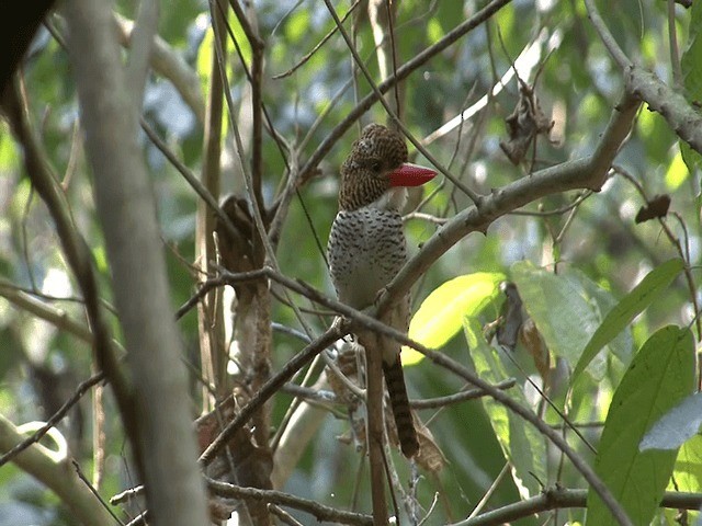 Banded Kingfisher (Banded) - ML201573541